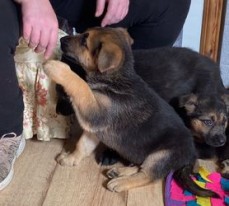 German Shepherd Puppies