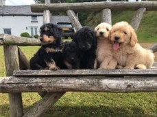 Labradoodle puppies