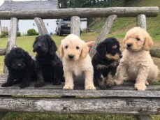 Labradoodle puppies