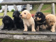 Labradoodle puppies