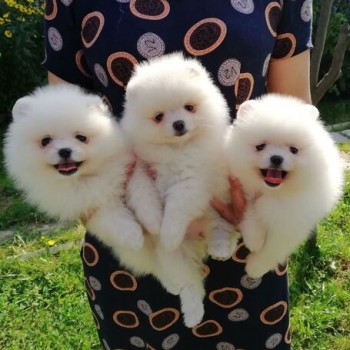 Pomeranian Puppies 