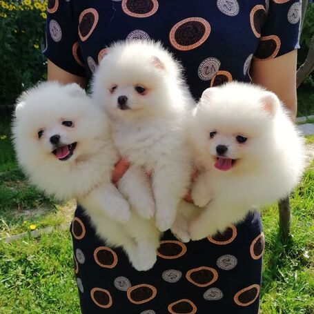 Pomeranian Puppies 