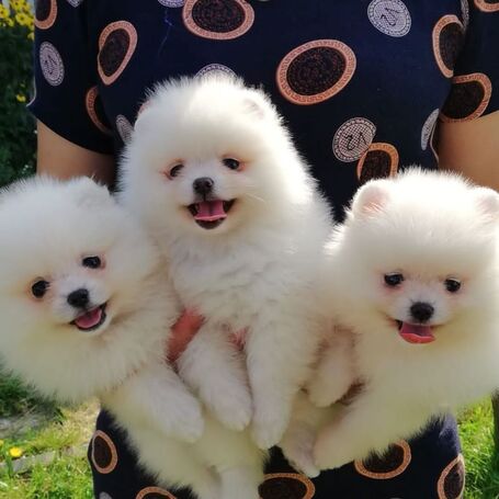 Pomeranian Puppies 