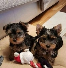 Yorkie Puppies