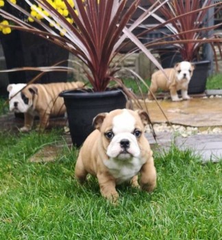 English Bulldog Puppies