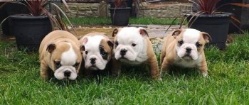 English Bulldog Puppies