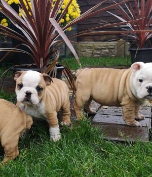 English Bulldog Puppies