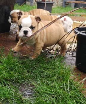 English Bulldog Puppies