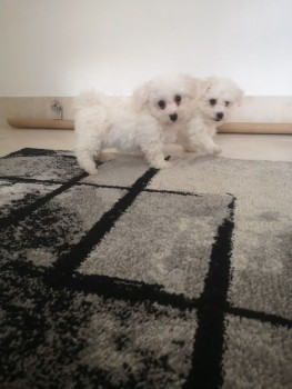 Bichon Frise