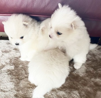 Pomeranian Puppies 