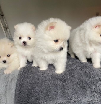 Pomeranian Puppies 