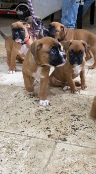 Boxer puppies