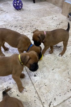 Boxer puppies