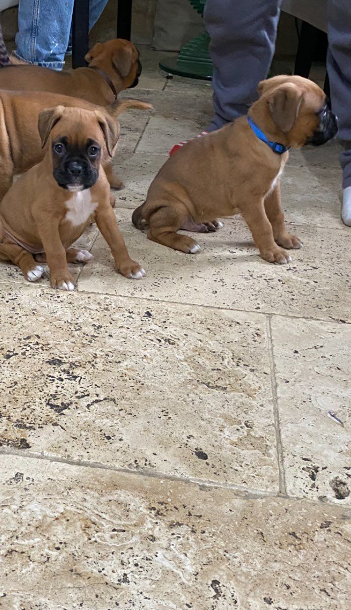 Boxer puppies