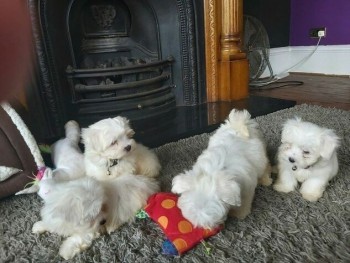 Maltese puppies