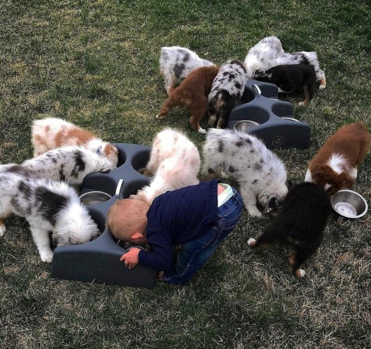 Australian Shepherd  puppies