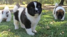 Akita Puppies