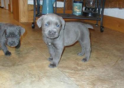 CANE CORSO PUPPIES