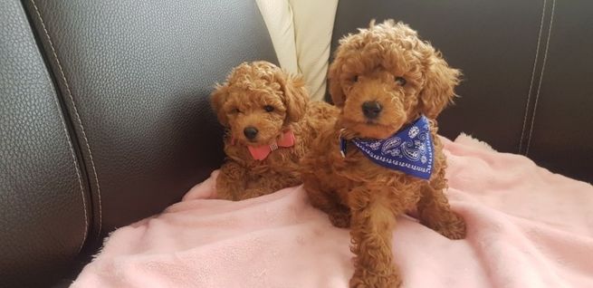 Toy Poodle puppies