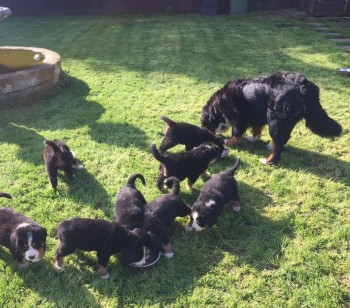 Bernese Mountain Puppies