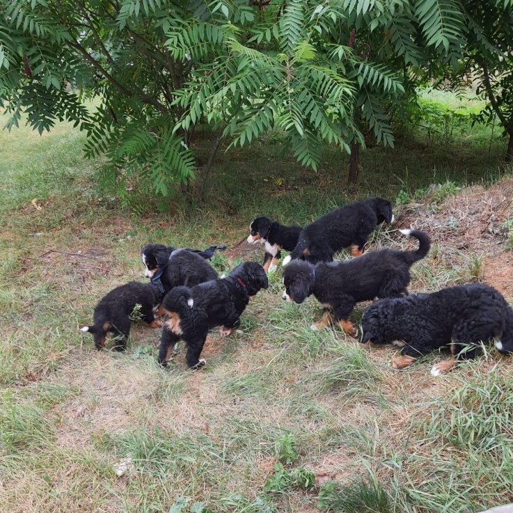 Bernese Mountain Puppies