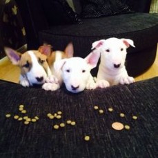 Bull Terrier puppies