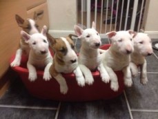 Bull Terrier puppies