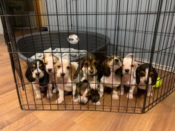 Bassett Hound Puppies