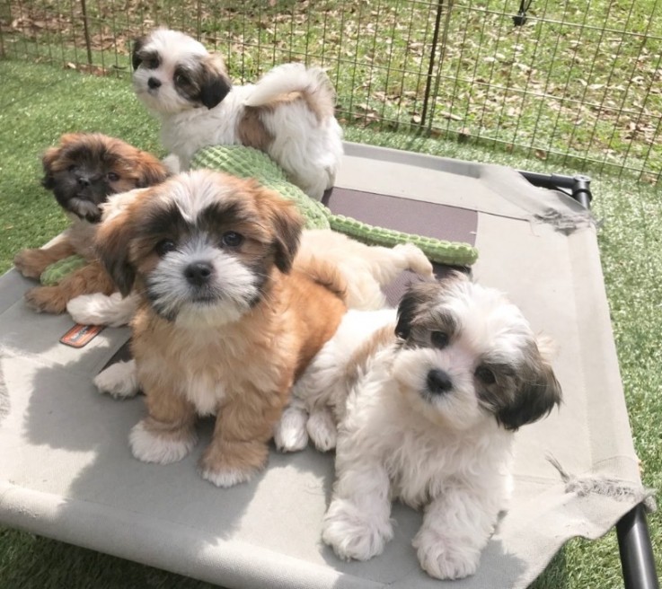 Maltipoo Puppies