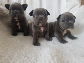 Blue French Bulldog puppies