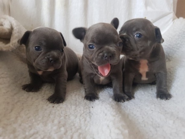 Blue French Bulldog puppies