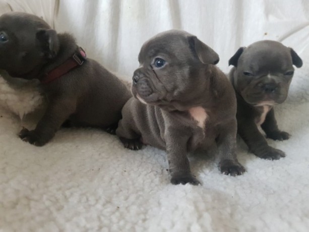 Blue French Bulldog puppies