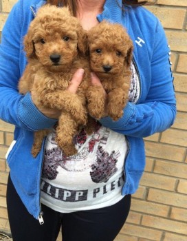 Poodle puppies