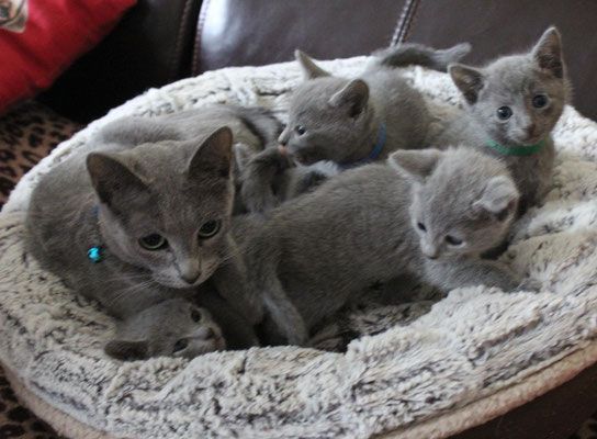 Russian Blue kittens