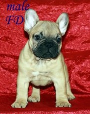 French Bulldog Pups for sale