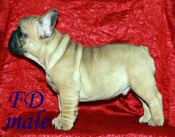 French Bulldog Pups for sale