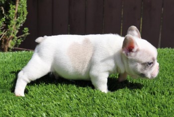 French Bulldog Pups for sale