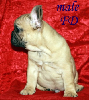 French Bulldog Pups for sale