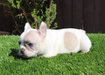 French Bulldog Pups for sale