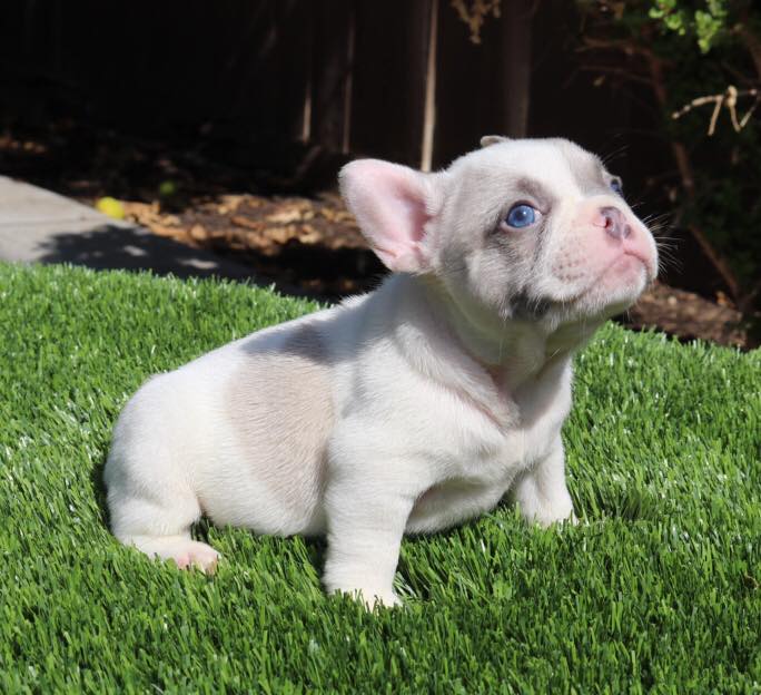 French Bulldog Pups for sale