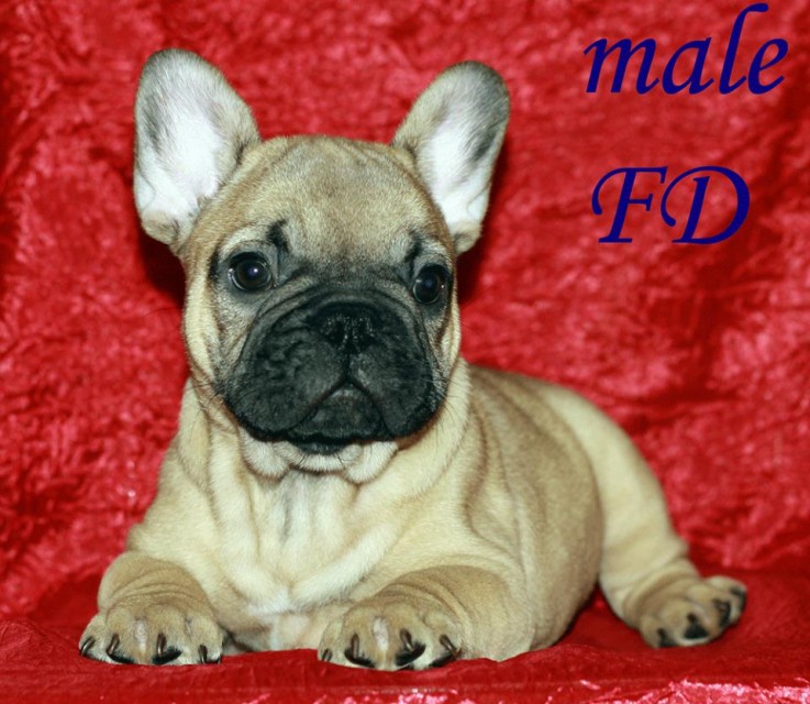 French Bulldog Pups for sale