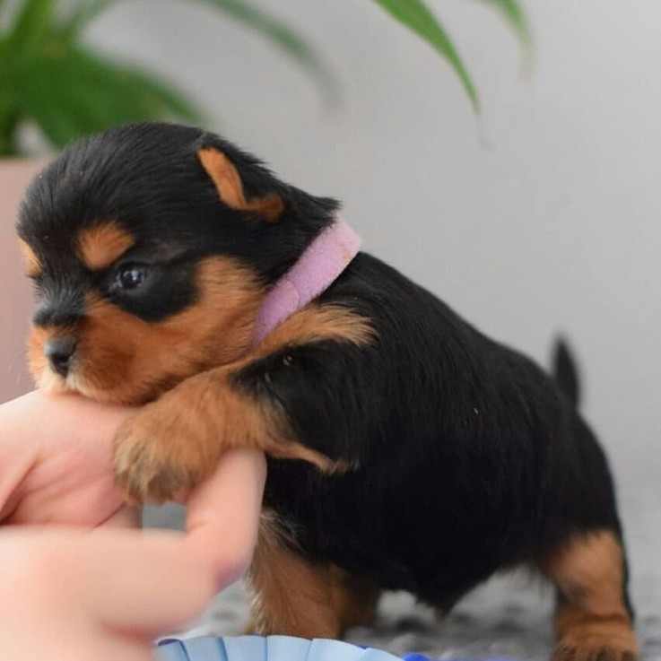 Teacup yokkie puppies available for sale