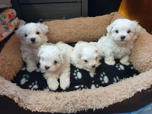 maltese puppies