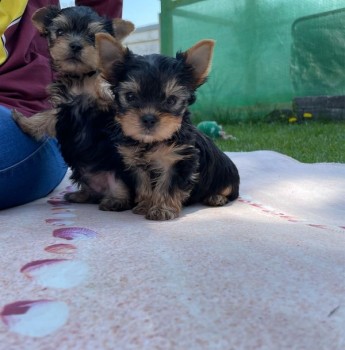 Yorkshire Puppies 