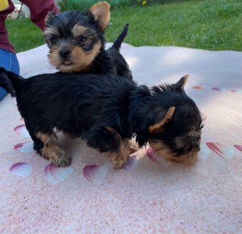 Yorkshire Puppies 