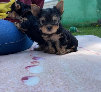 Yorkshire Puppies 