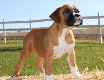 Boxer Puppies for Sale