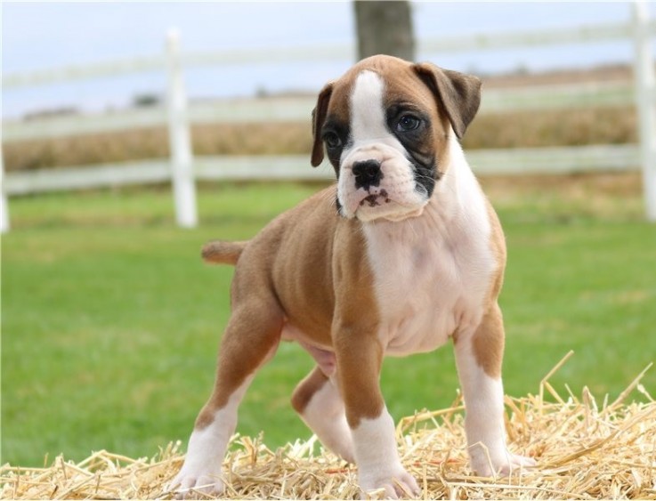 Boxer Puppies for Sale