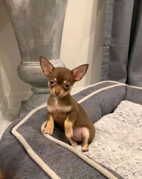 Chihuahua puppies for sale 