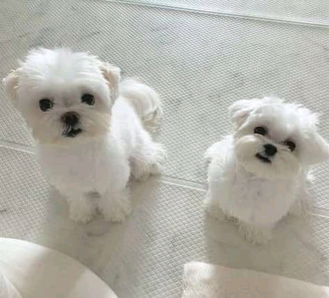 Clean and playing teacup Maltese